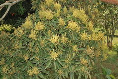 Mallotus philippensis